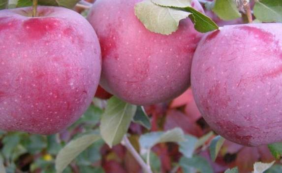 Саженец яблони Флорина - Совхоз Нижнегорский плодопитомник, Крым. Фото №1