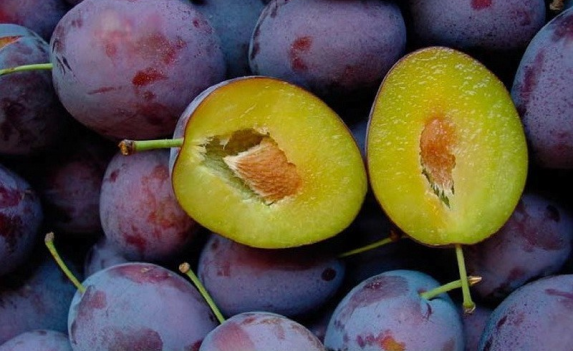 Саженец сливы Президент - Совхоз Нижнегорский плодопитомник, Крым. Фото №1