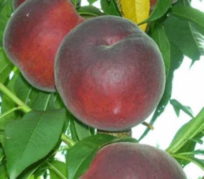 Саженец персика Роял Саммер - Совхоз Нижнегорский плодопитомник, Крым. Фото №1