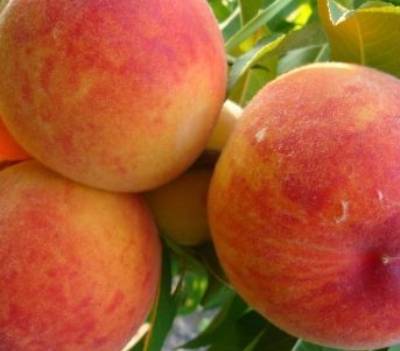 Саженец персика Гермиона - Совхоз Нижнегорский плодопитомник, Крым. Фото №1