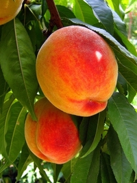 Изображение плодов персикового дерева